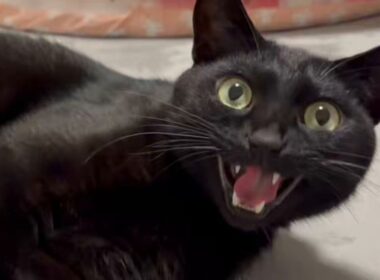 ご飯を確信するまでに何段階かある猫の動画「確信に変わる瞬間が大好き」「本猫は人間語を喋ってるつもりでは」 - Togetter