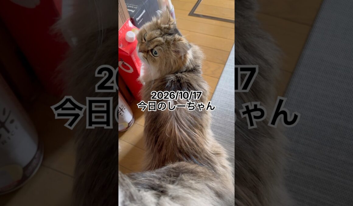 2026/10/17今日のしーちゃん #猫 #ペルシャ #シエル #cat #猫のいる暮らし