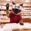 ファイナンシャルプランナーの試験勉強をするシャム猫・・・結果はまさかの！？