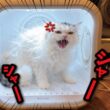 ドライヤーハウスが辛すぎてブチキレる猫