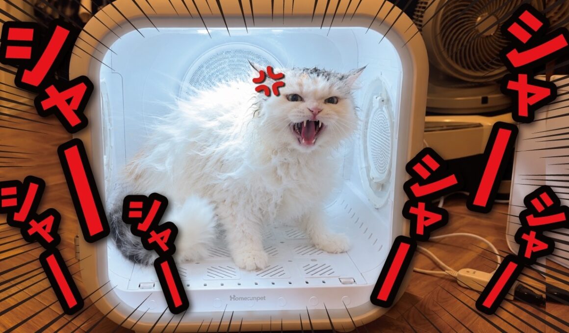 ドライヤーハウスが辛すぎてブチキレる猫