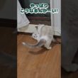 【兄猫ケガをする前です】 #ラグドール #cat #子ネコ  #猫好きさんと繋がりたい