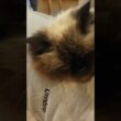 猫がくっついてくる季節になってまいりました  #猫 #猫動画 #cat #癒し #猫のいる暮らし #ヒマラヤン #ねこ　#甘えん坊　#長毛種　#cat
