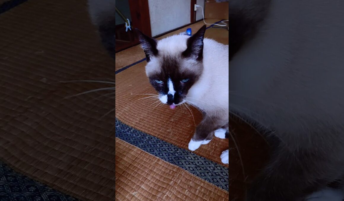 シャム猫さん起床🐾#猫 #ねこ #cat #Shorts