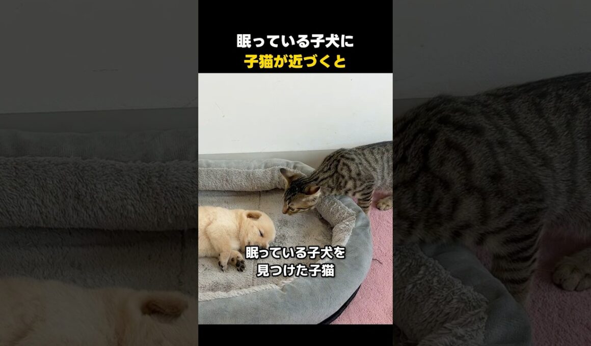 眠っている子犬に子猫がちょっかいを出したら…
