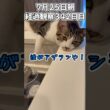 ハルのFIP闘病記 投薬治療終了! 経過観察342日目その1 #猫 #子猫 #キジシロ