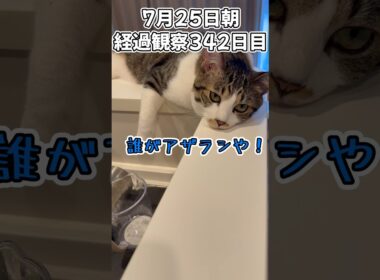 ハルのFIP闘病記 投薬治療終了! 経過観察342日目その1 #猫 #子猫 #キジシロ