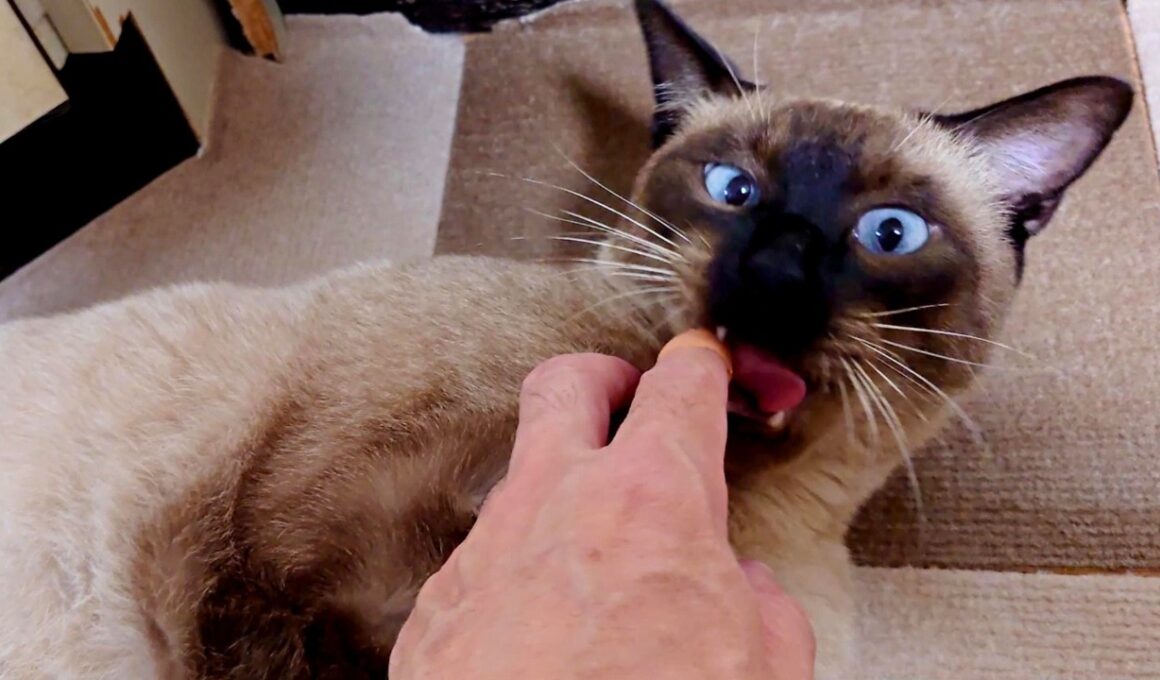 【元捨て猫】家族になってすっかり安心…無防備すぎるシャム猫の癒やし日常🐱💕