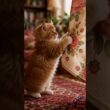 Cymric Kitten Stalks a Flapping Curtain, Leaping to Catch the Wind 🌬️