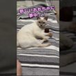 チェリーちゃんは新しいおもちゃをめちゃくちゃ気に入ったみたい！！
