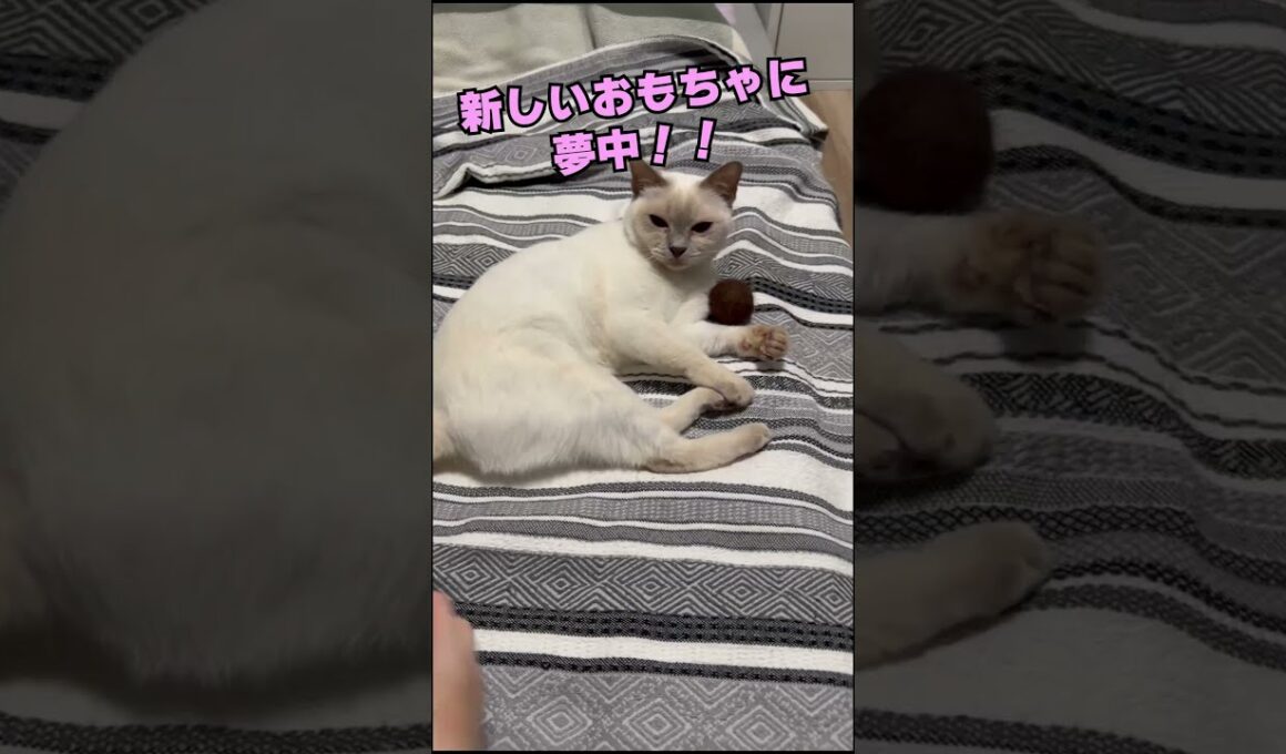 チェリーちゃんは新しいおもちゃをめちゃくちゃ気に入ったみたい！！