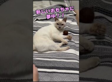 チェリーちゃんは新しいおもちゃをめちゃくちゃ気に入ったみたい！！