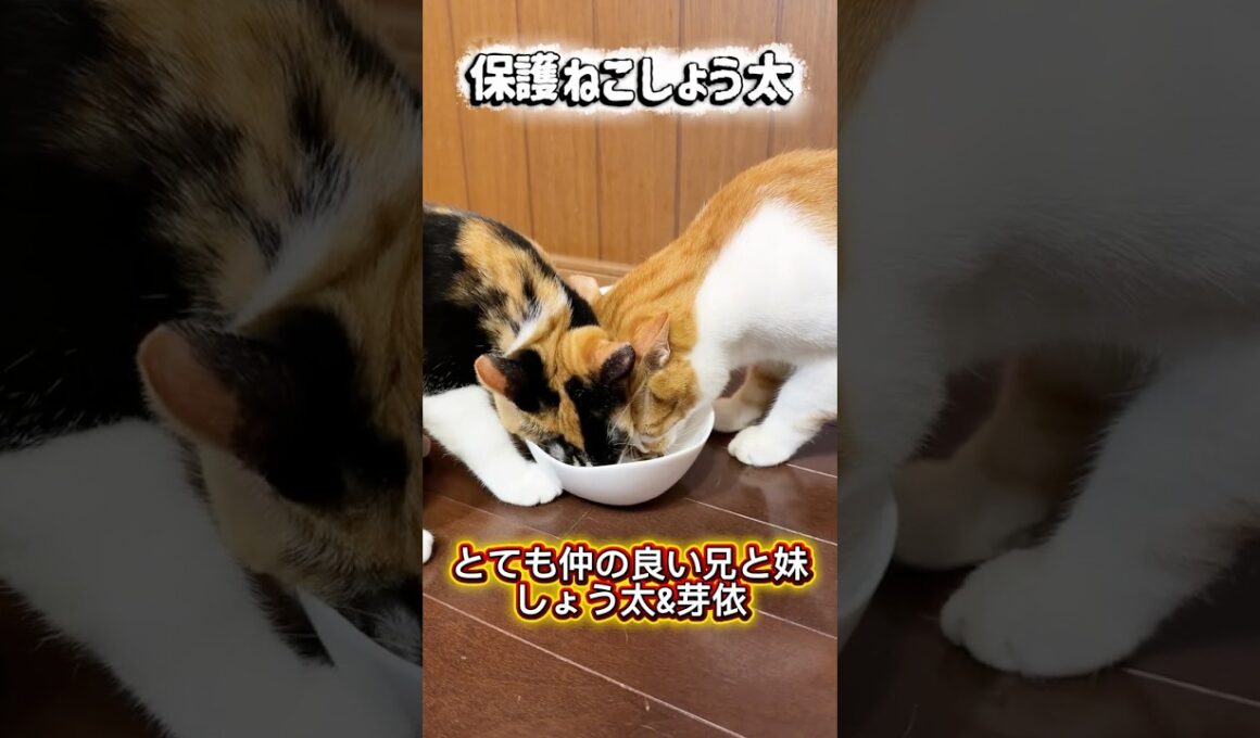今朝のしょう太と芽依です2026/10/18 #cat #kitten #保護猫 #子ネコ #ねこ