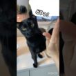得意技😼黒猫ボンベイ　#cat #ねこ #ねこのいる生活 #ねこ動画 #ねこのいる暮らし #猫 #猫好きさんと繋がりたい #かわいい #甘えん坊 #癒やし