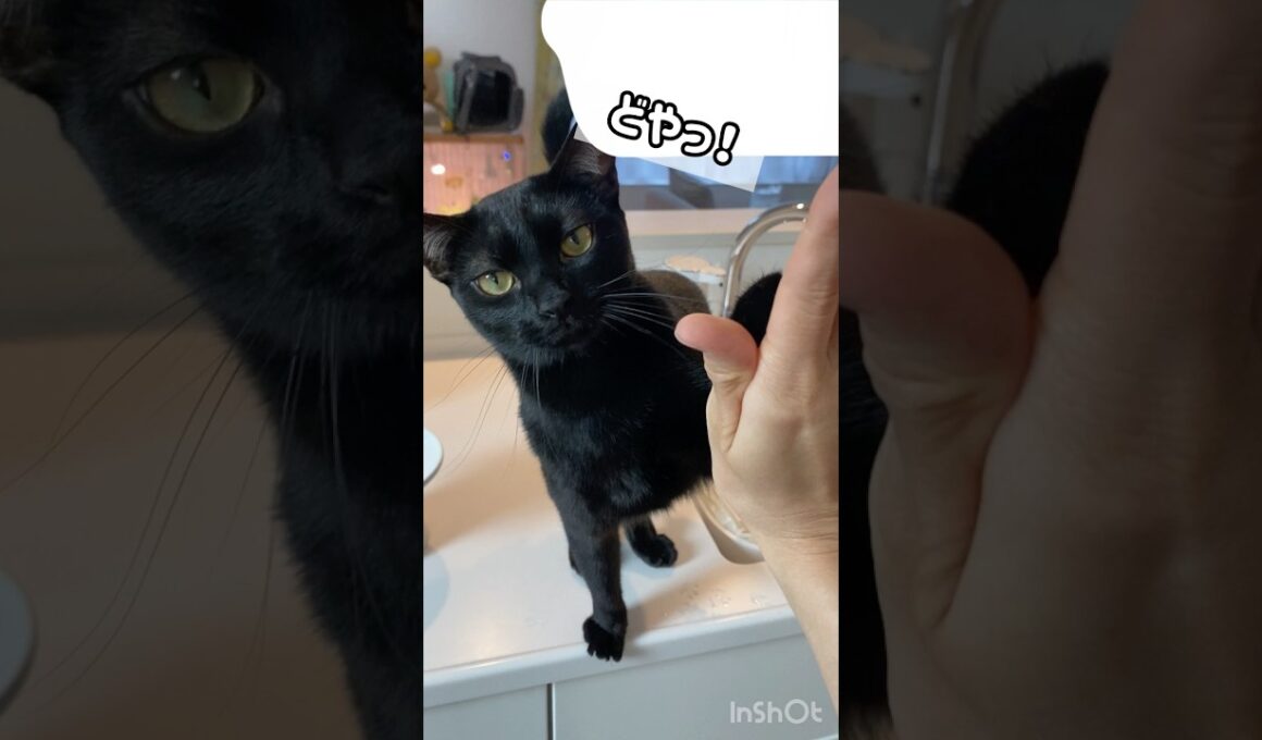 得意技😼黒猫ボンベイ　#cat #ねこ #ねこのいる生活 #ねこ動画 #ねこのいる暮らし #猫 #猫好きさんと繋がりたい #かわいい #甘えん坊 #癒やし
