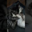 【子猫】シャムミックスちゃんのヤラレ声