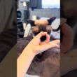 猫のIQチェックをやってみた！ #トンキニーズ