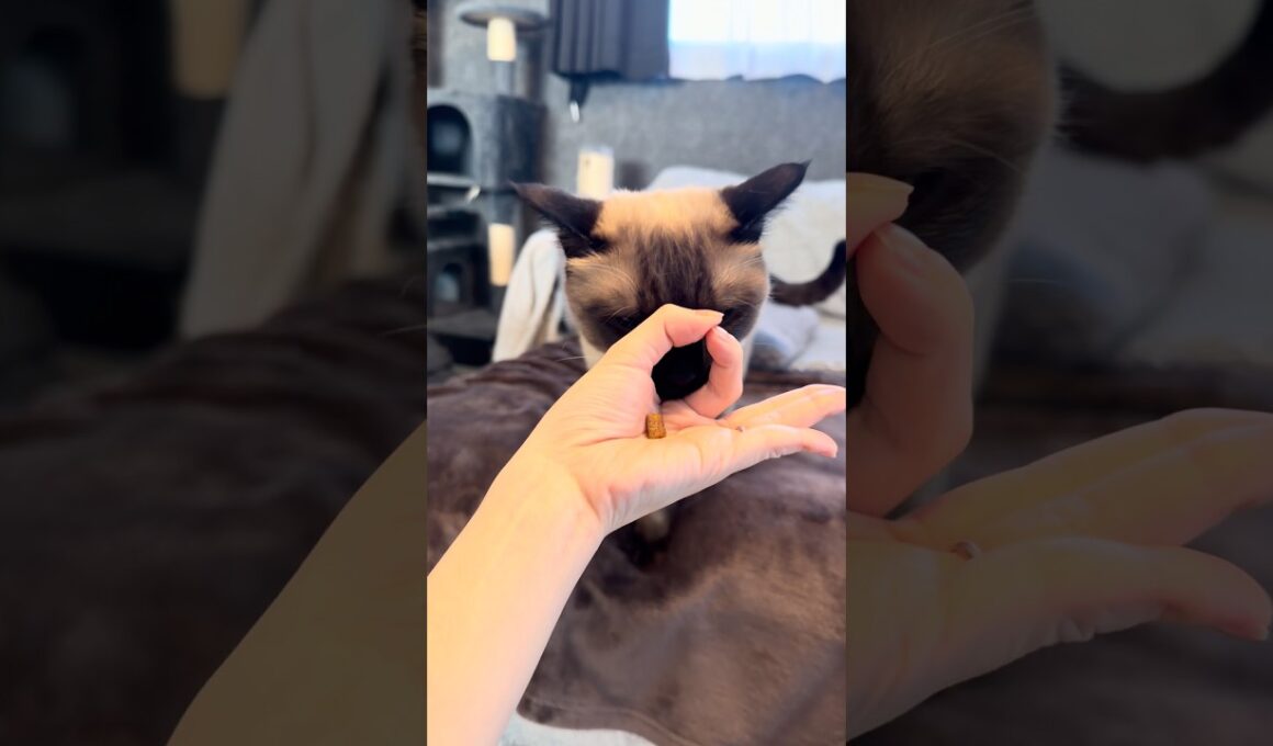 猫のIQチェックをやってみた！ #トンキニーズ