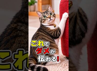 知らないと逆効果！信頼関係を壊さず猫にダメを伝える8つのポイント #猫雑学 #ねこたんの解説 #ねこ