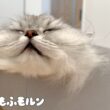 猫が見つけた最高の居場所 【サイベリアン】