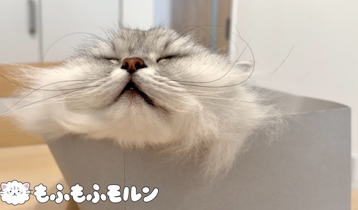 猫が見つけた最高の居場所 【サイベリアン】