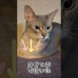 アビシニアンとは その82 気持ちよさそうに寛いじゃう猫 #shorts #猫 #アビシニアン
