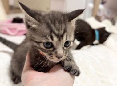 腹ペコの子猫に初めて離乳食をあげてみた【かのこ日記】  So hungry...! Trying weaning food for the very first time.