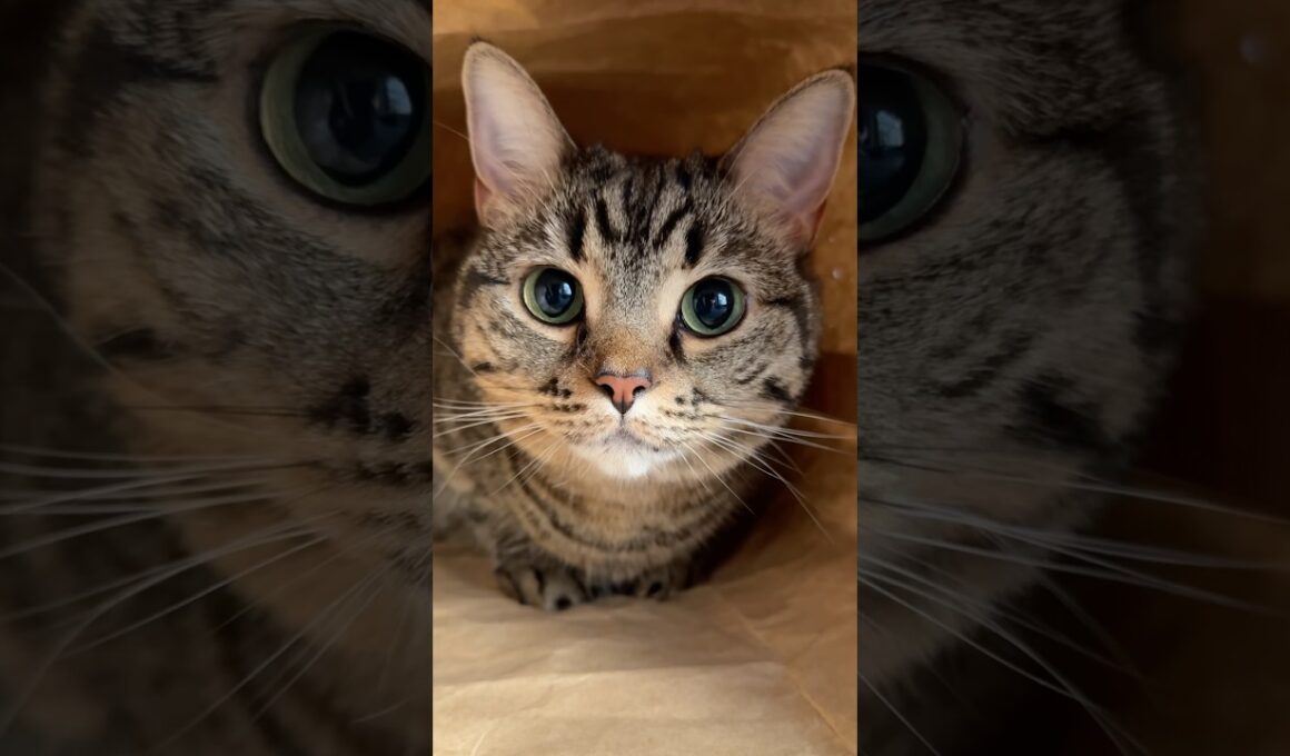 遊びたくてブチギレる猫... #cat #猫