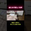 猫たちの激しい抗争 #shorts #アビシニアン #トイガー