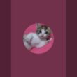 ロシアンブルーみたいな子猫達をご披露LIVE【赤ちゃん猫　保護猫】