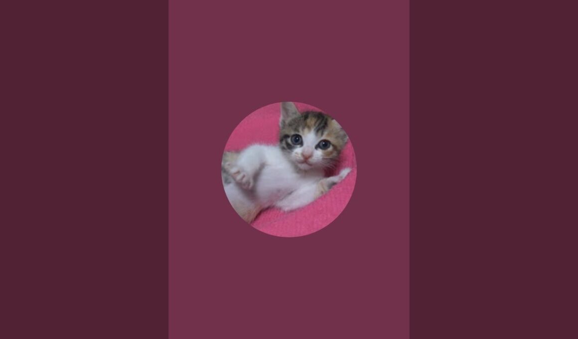 ロシアンブルーみたいな子猫達をご披露LIVE【赤ちゃん猫　保護猫】