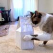 亡きシャム猫の秋の法要へ出掛ける前に骨壺を優しく包み込むペポ猫🗽