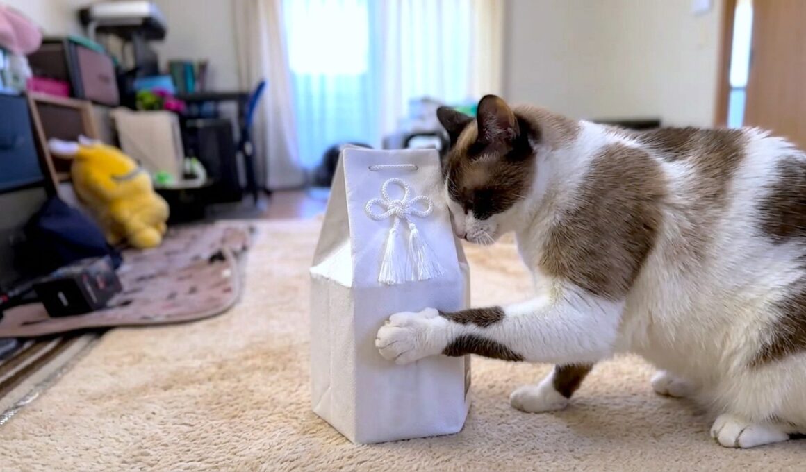 亡きシャム猫の秋の法要へ出掛ける前に骨壺を優しく包み込むペポ猫🗽