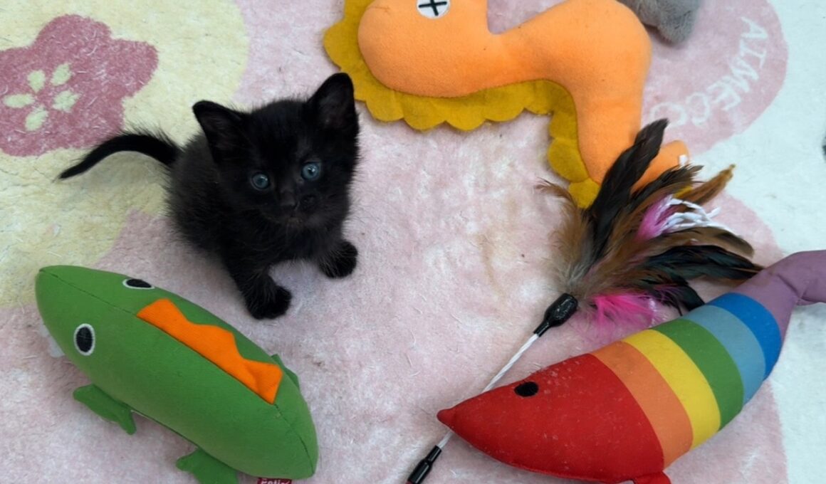 この子猫が真剣な表情になった訳とは…