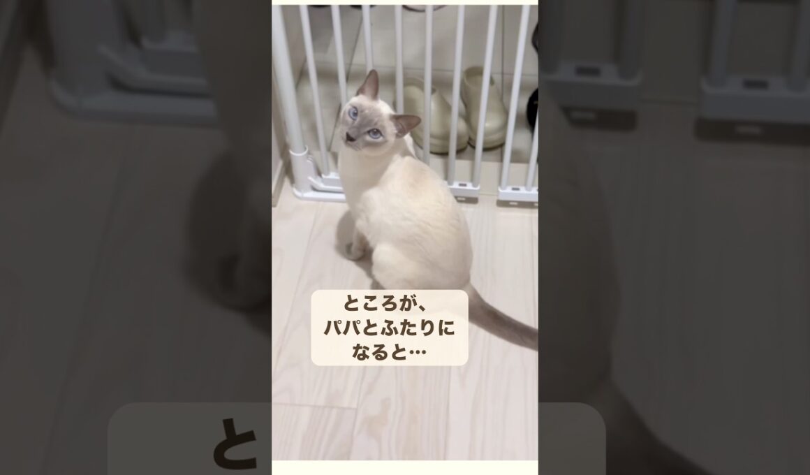 おしゃべり猫、パパとふたりの時はどうなる…？🐾
