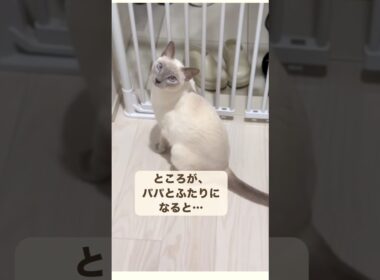 おしゃべり猫、パパとふたりの時はどうなる…？🐾