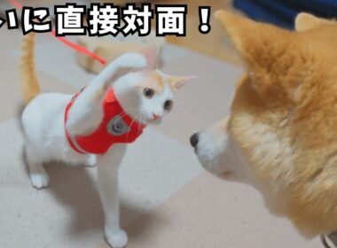 【合流11日目】いよいよ直接対面！グイグイくる保護子猫に優しすぎる先住犬猫たち
