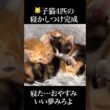 🐱🐱子猫4匹の寝かしつけ完成まで💤   #cat #kitten #猫 #子猫 #ねこ #こねこ #保護猫  #shorts  #猫のいる暮らし