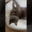 くりくり_20261012 #shorts #cat #ロシアンブルー #猫