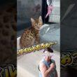 ワイルドだろ〜なベンガルちゃん！