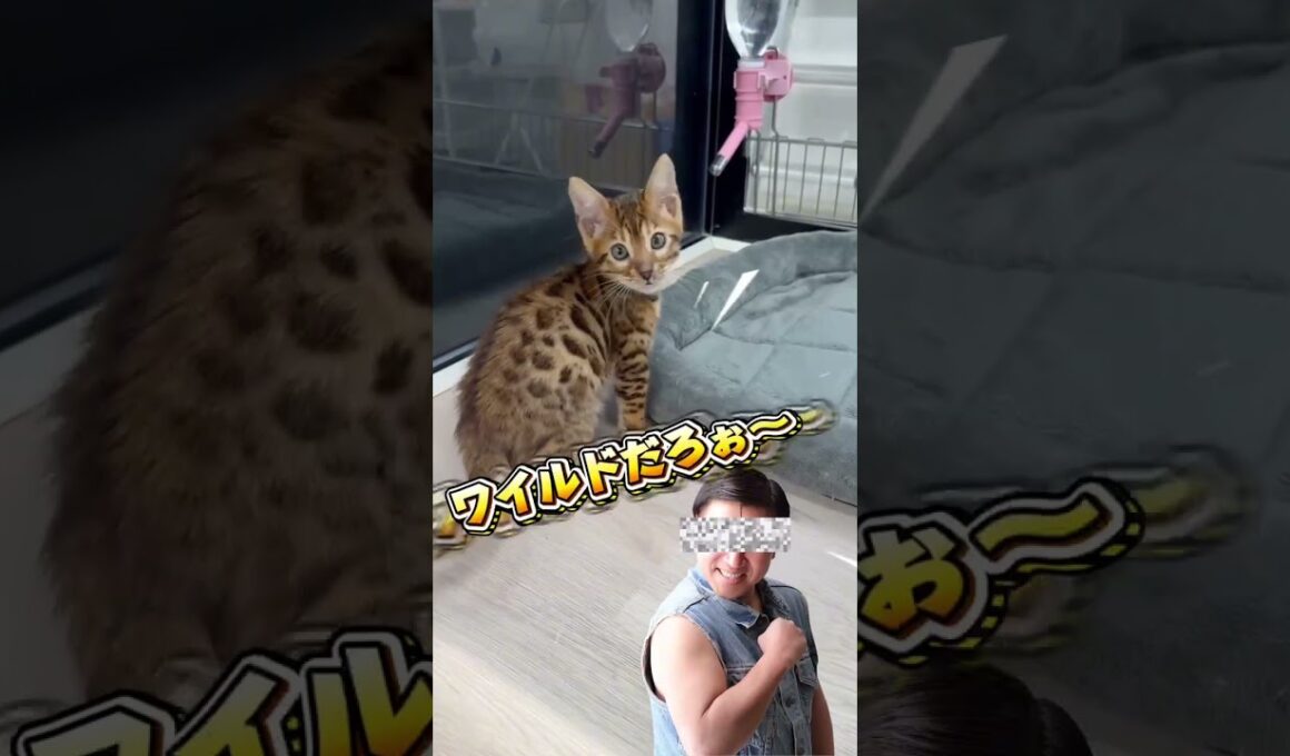 ワイルドだろ〜なベンガルちゃん！