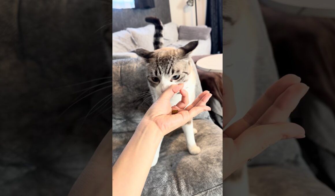 猫にIQチェックをしてみた【Part 2】 #トンキニーズ