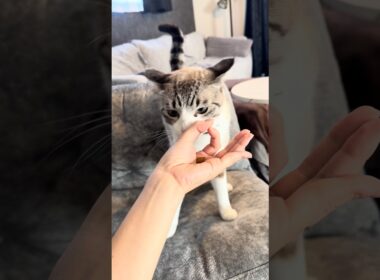 猫にIQチェックをしてみた【Part 2】 #トンキニーズ