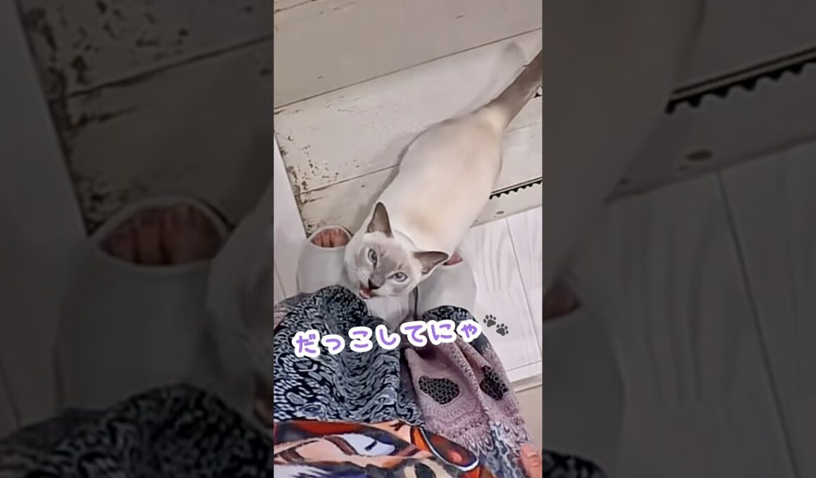 眠くてグズつく猫！？抱っこが待てずママを呼ぶ甘えん坊猫🐾