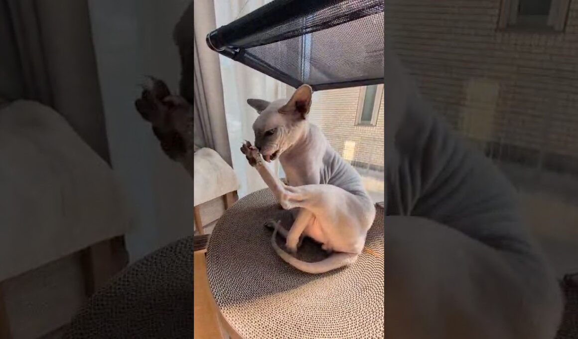 毛繕いする毛のない猫スルタン【スフィンクス】