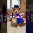 ダルいが口癖のネコが働かずに生きるプロニート宣言 #猫のいる暮らし