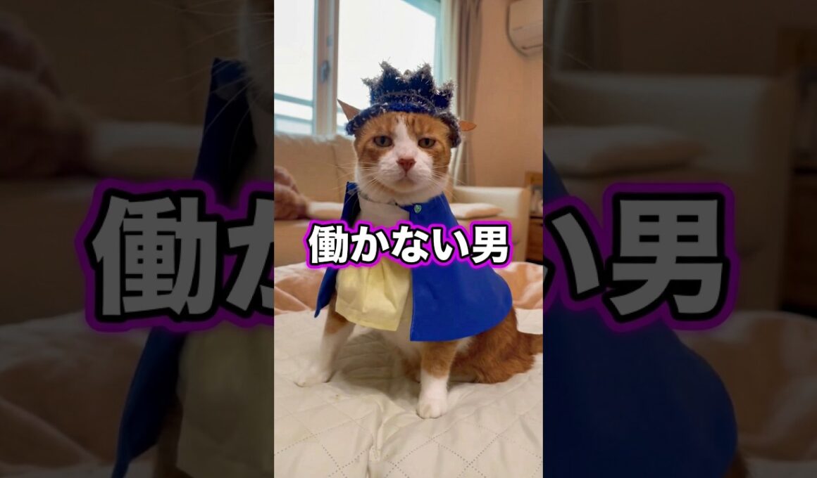 ダルいが口癖のネコが働かずに生きるプロニート宣言 #猫のいる暮らし