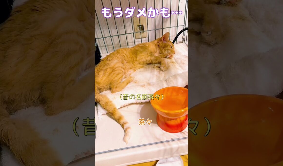 【今日のよだ爺】命が消えそう。。