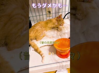 【今日のよだ爺】命が消えそう。。