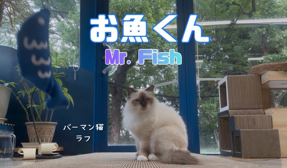 バーマン猫ラフとウリとガブ【お魚くん】Mr. Fish（バーマン猫）Birman/Cat